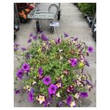 Petunia Basket