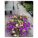 Petunia Basket