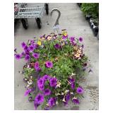 Petunia Basket