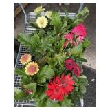 Tray Of Potted Gerbera Daisies