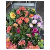Tray Of Potted Dahlias