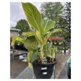 Large Canna Lily Planter