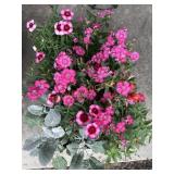 Partial Tray Of Potted Annuals