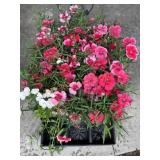 Partial Tray Of Potted Dianthus