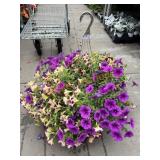 Petunia Basket