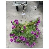 Petunia Basket