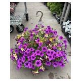 Petunia Basket