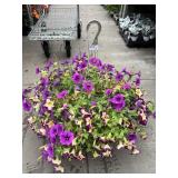 Petunia Basket