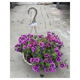 Petunia Basket