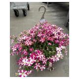 Petunia Basket