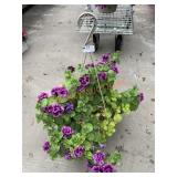 Petunia Basket