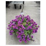 Petunia Basket