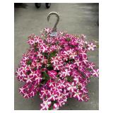 Petunia Basket