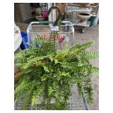 Fern Basket