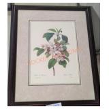 Pierre Joseph Redoute Apple Blossom Print