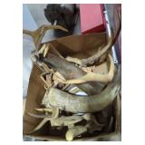 Miscellaneous Taxidermy Horns Miscellaneous Taxidermy Horns