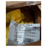 Barvsdo tall fescue