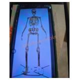12 ft Giant sized Skelly with life eyes 12 ft Giant sized Skelly with life eyes