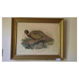 Phasianus Colchicus Print by J. Wolf & J. Smith Phasianus Colchicus Print by J. Wolf & J. Smith
