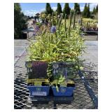 Tray Of Full Sun Perennials Tray Of Full Sun Perennials