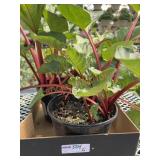 Box Of Rhubarb Plants Box Of Rhubarb Plants