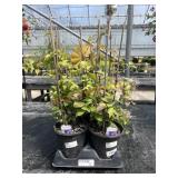 Tray Of Clematis Tray Of Clematis