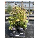 Tray Of Clematis Tray Of Clematis