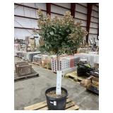 Quickfire Hydrangea Tree Quickfire Hydrangea Tree