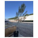 Crooked Trunk Quaking Aspen Crooked Trunk Quaking Aspen