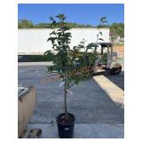 4-in-1 Asian Pear Tree 4-in-1 Asian Pear Tree