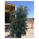 Large Green Giant Arborvitae Large Green Giant Arborvitae