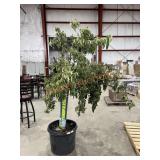 Milky Way Dogwood Tree Milky Way Dogwood Tree