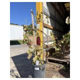 Everest Seedless Grape Everest Seedless Grape