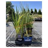 Tray Of Kniphofia And Iris Perennials Tray Of Kniphofia And Iris Perennials