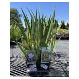 Tray Of Iris Perennials Tray Of Iris Perennials