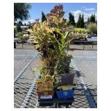 Tray Of Perennials Tray Of Perennials