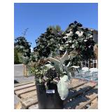 Flower Planter Flower Planter