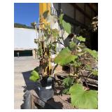 Concord Grape Concord Grape