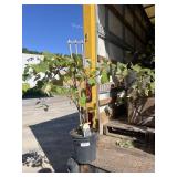Concord Grape Concord Grape