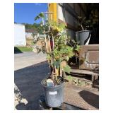 Concord Grape Concord Grape