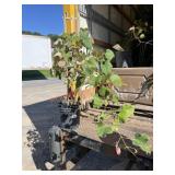 Concord Grape Concord Grape