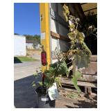 Concord Seedless Grape Concord Seedless Grape