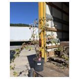 Somerset Seedless Grape Somerset Seedless Grape