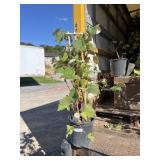 Concord Grape Concord Grape