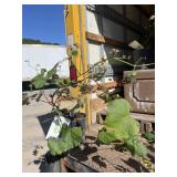 Concord Seedless Grape Concord Seedless Grape
