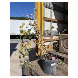 Somerset Seedless Grape Somerset Seedless Grape
