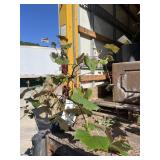 Concord Seedless Grape Concord Seedless Grape