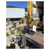 Concord Seedless Grape Concord Seedless Grape