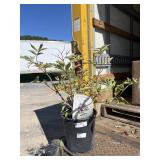 Samdal Elderberry Samdal Elderberry