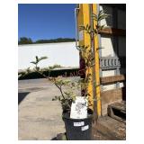 Samdal Elderberry Samdal Elderberry